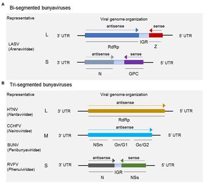 Recent Advances in Bunyavirus Reverse Genetics Research: Systems Development, Applications, and Future Perspectives